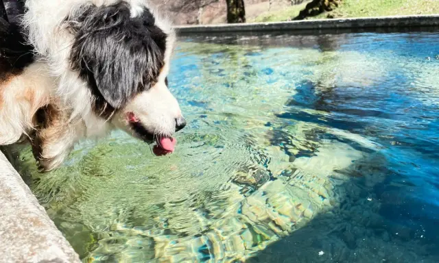 Pies z językiem na wierzchu pochyla się nad wodą, jakby groziło mu suche utonięcie.