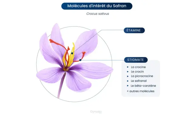 Fleur de safran (Crocus sativus) montrant les stigmates et étamines, sources de molécules aux nombreux safran bienfaits.