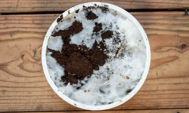 Culture de champignon sur marc de café dans un récipient blanc, sur fond de bois. Le mycélium blanc envahit le marc brun.