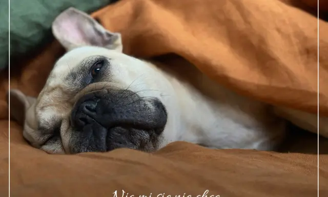 Francuski buldog pod kocem, z miną "nic mi się nie chce". Czy to choroba, czy po prostu weekend?