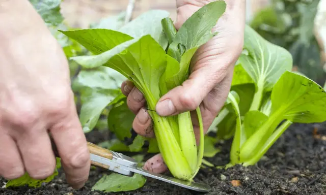 Récolte d'un chou chinois dans le potager. La culture de ce légume est simple et gratifiante.