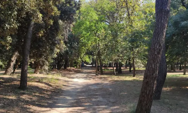 Sentiero ombreggiato tra pini e alberi verdi, ideale per una pedalata tra Cervia e Cesenatico.