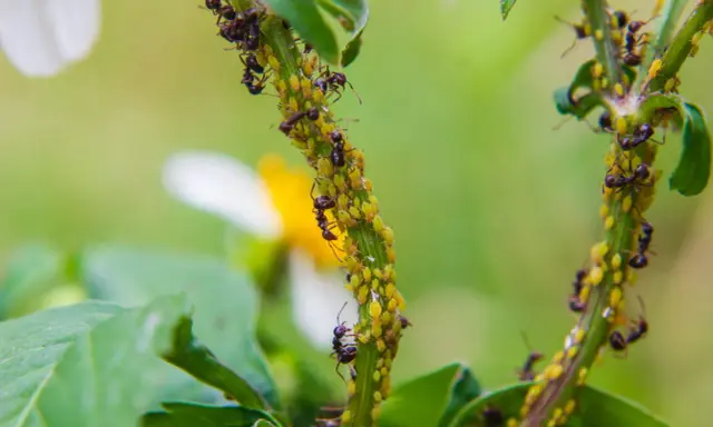 Des fourmis protègent une colonie de pucerons sur une tige verte. Une scène qui montre l'importance d'un anti pucerons naturel.