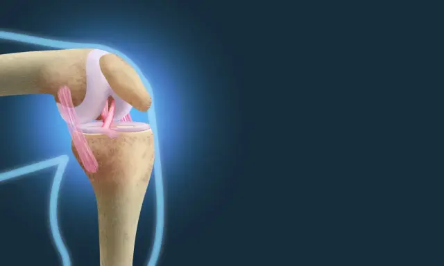 Anatomia kolana: kości, więzadła i chrząstki. Widoczne są mięśnie kolana, które stabilizują staw.