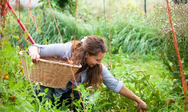 Woman pruning tomato plants in pots, tending to her garden with a basket.