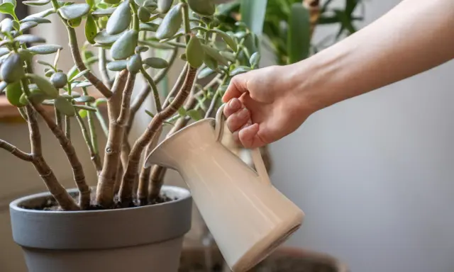 Mano riega un árbol de jade con una regadera blanca. Las hojas verdes y carnosas del árbol de jade reciben agua.