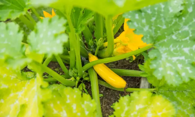 Courgette jaune, encore petite, entourée de feuilles vertes et de fleurs. Peut-être est-ce la raison pour laquelle les courgettes ne grossissent pas ?