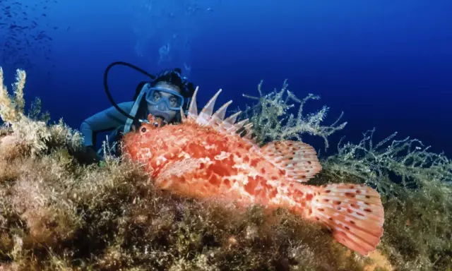 Un subacqueo osserva un pesce scorpione arancione su un fondale marino ricco di alghe. L'immersione dei sub rivela meraviglie nascoste.