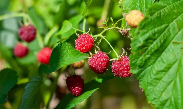 Reife rote Himbeeren an einem Strauch mit grünen Blättern.