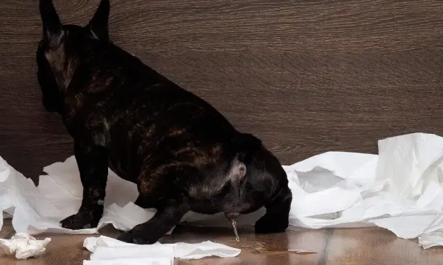 Piesek z zapaleniem pęcherza oddaje mocz na papierowe ręczniki.
