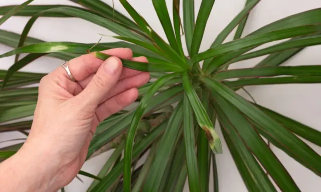 Dłoń sprawdza liście draceny, na których widać brązowe plamy. Czy dracena lubi zraszanie?