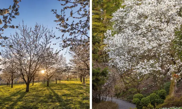 Arboretum Wojsławice kwitnie wiosną. Warto jechać, by zobaczyć kwitnące drzewa owocowe i magnolie w pełnej krasie.
