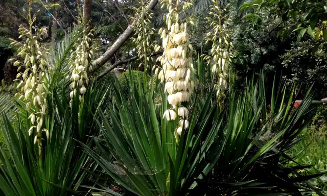 Plante qui ressemble au yucca, avec de longues feuilles vertes et des grappes de fleurs blanches pendantes.