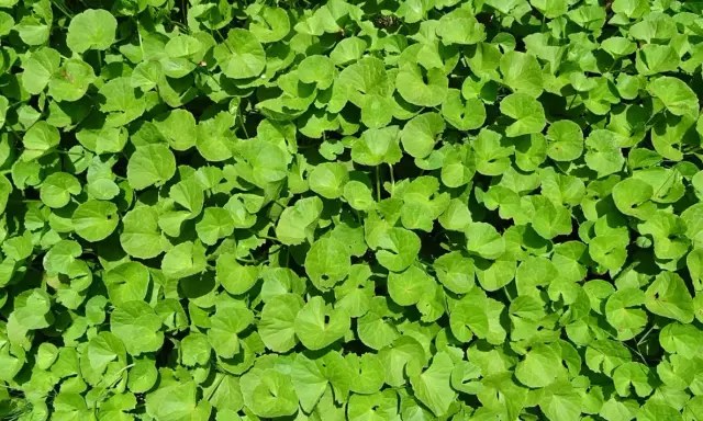 Un tapis dense de feuilles rondes et vertes de centella asiatica, baignées de soleil.