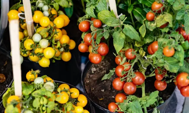Pied de tomate cerise rouge et jaune, prêt à être récolté. Des grappes de fruits mûrs sur des plants en pot.
