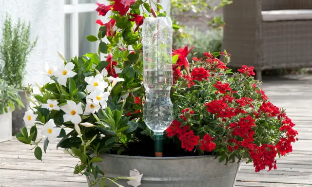 En kruka med vita och röda blommor, med en petflaska som bevattning.