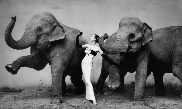 A woman in a gown poses between two elephants, a scene from one of fashion's most famous photographs.