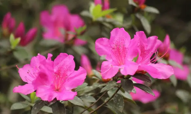 Fleurs roses vives d'une azalée du Japon, avec des pétales délicats et des taches plus foncées au centre.