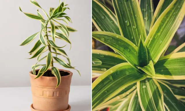 Dracena odwrócona w terakotowej doniczce, z bliska widać jej zielono-żółte liście z kroplami wody.