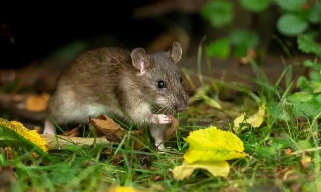 Un rat brun se cache dans l'herbe et les feuilles mortes. Apprenez comment se débarrasser des rats pour protéger votre jardin.