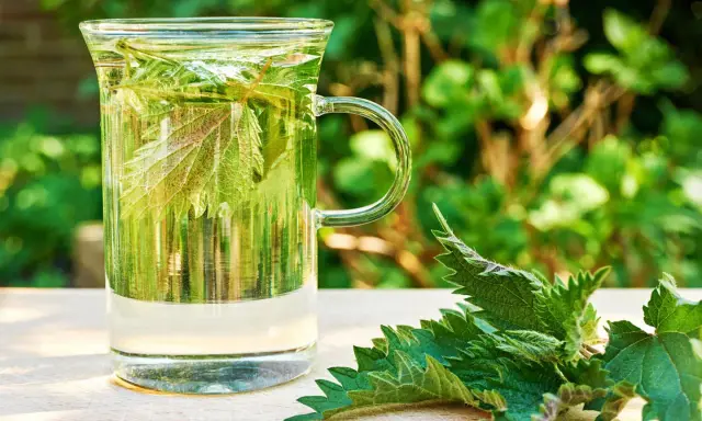 Ein Glas Brennnesseltee mit frischen Blättern. Die Brennnesseltee Wirkung ist bekannt für ihre entgiftenden Eigenschaften.