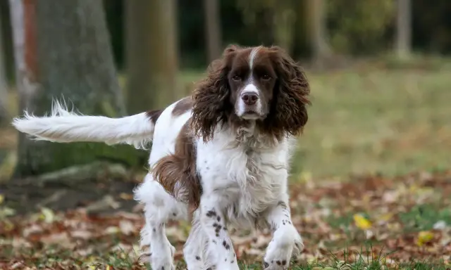Un chien anglais, un Springer, court dans les feuilles d'automne.