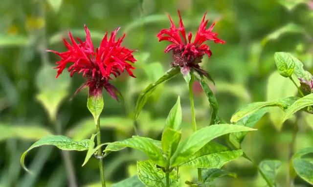 Two vibrant red bee balm flowers bloom in summer, their spiky petals reaching towards the sun.