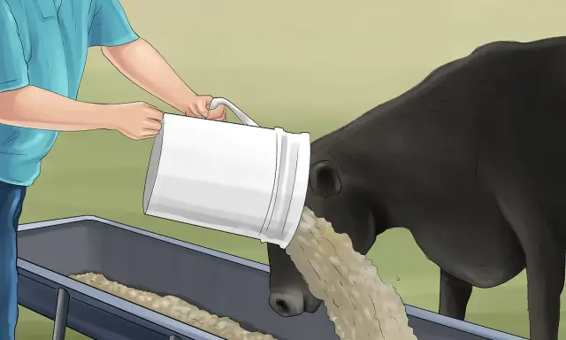 A person pours feed into a trough for a black cow, illustrating prevention of nitrate poisoning in cattle.