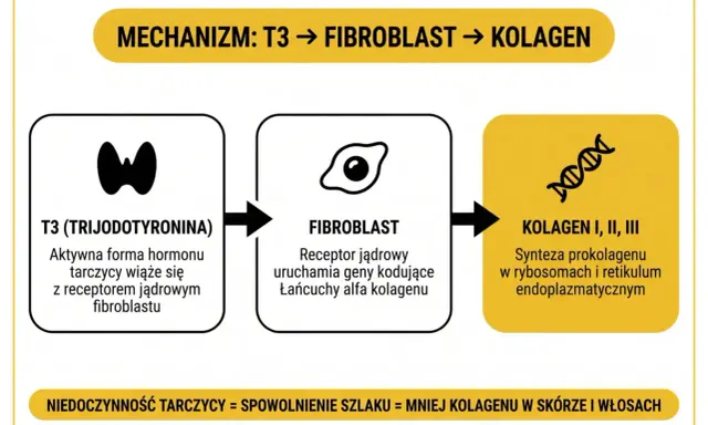 Schemat pokazuje, jak T3 wpływa na fibroblasty, co prowadzi do syntezy kolagenu. Niedoczynność tarczycy spowalnia ten szlak, zmniejszając ilość kolagenu.