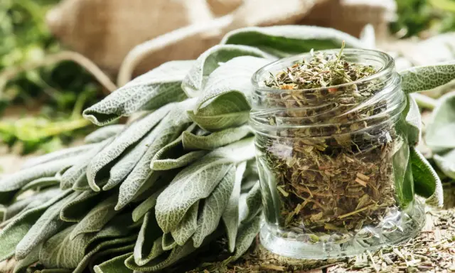 Un bouquet de feuilles de sauge officinale fraîche à côté d'un bocal rempli de sauge séchée. Les bienfaits de la sauge officinale sont nombreux.