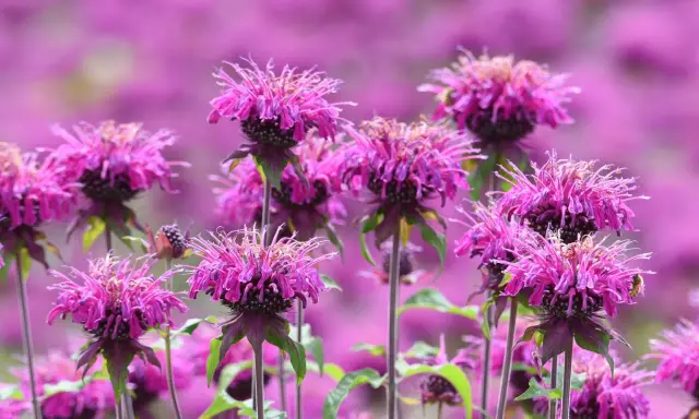 A bee visits a vibrant pink bee balm flower, thriving in the sun. The field of bee balm flowers stretches into a soft purple blur.