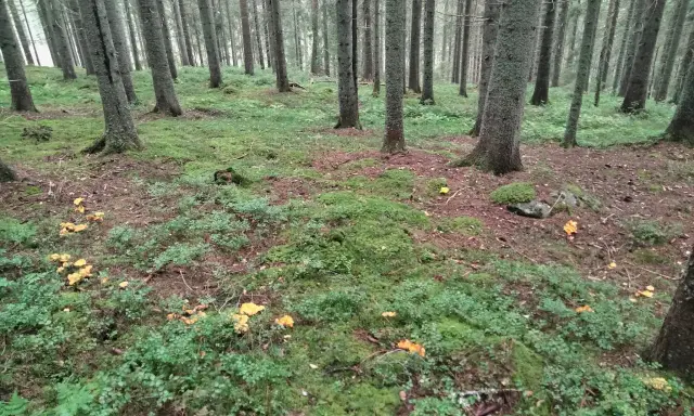 I en grönskande skog med höga träd syns många gula kantareller bland mossa och lingonris. En perfekt plats att leta efter svamp!