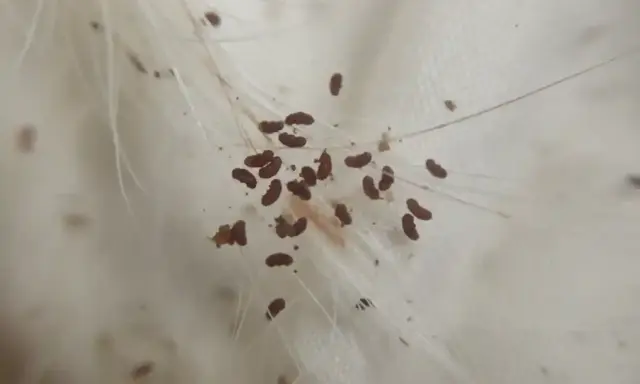 Makro zbliżenie pokazuje, jak wyglądają pchły na białych włosach. Małe, ciemnobrązowe owady przyczepione do sierści.