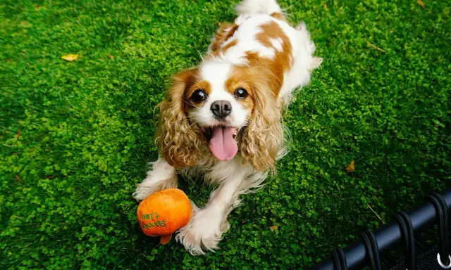 Uśmiechnięty king charles cavalier leży na trawie obok pomarańczowej zabawki w kształcie dyni.