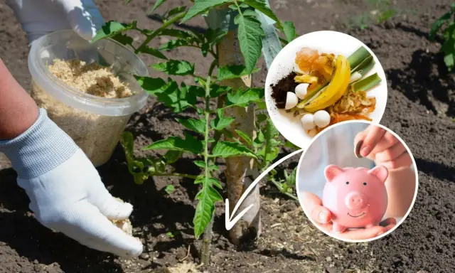 Domowe sposoby nawożenia pomidorów: wykorzystaj resztki organiczne i oszczędzaj!