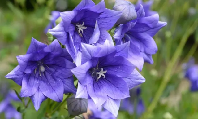 Fleurs bleues en forme d'étoile, parfaites comme fleurs à planter en ce moment pour égayer votre jardin.