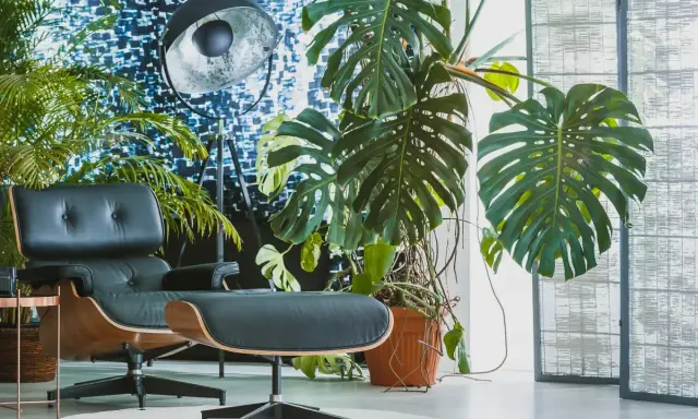 Monstera w brązowej doniczce, obok czarnego fotela i lampy. Idealna doniczka do monstery powinna być przestronna.
