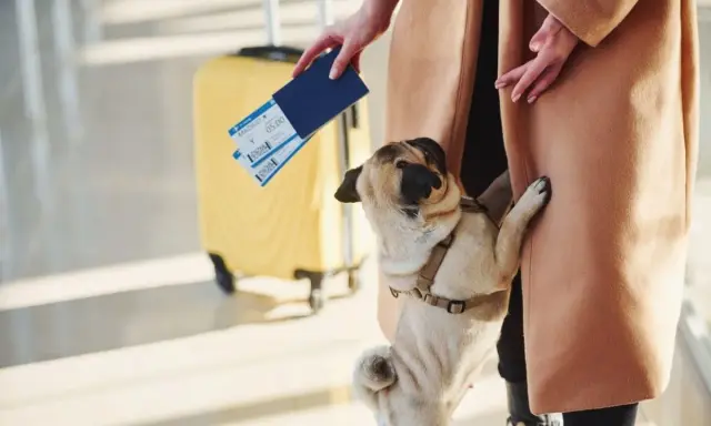 Mops w szelkach czeka na lot z psem. W tle żółta walizka i bilety lotnicze.