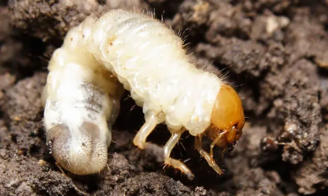 A plump, white larva with a brown head and tiny legs burrows into dark soil.