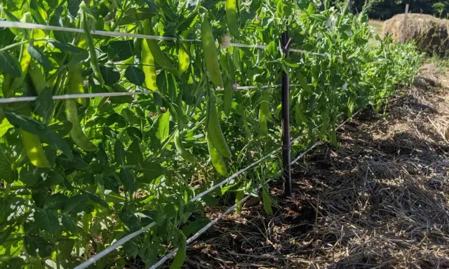 Des gousses de petit pois mûres pendent sur des tiges vertes, soutenues par des fils. La culture de petit pois prospère sous le soleil.