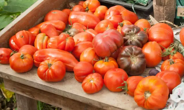 Un assortiment de tomates, certaines de forme allongée, d'autres rondes et côtelées, dont une variété de tomate qui résiste au mildiou.
