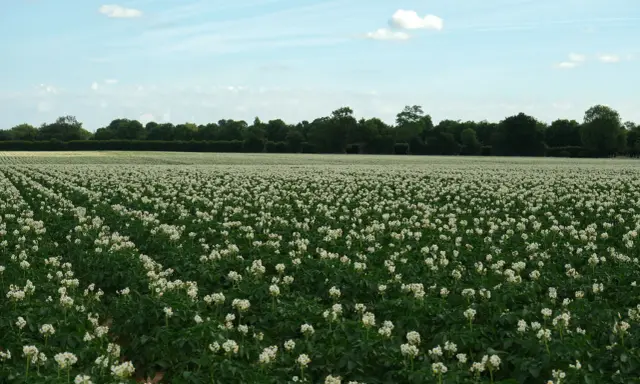 Champ de pommes de terre en fleurs, prêt pour la récolte. La question de savoir combien de temps après floraison récolter la pomme de terre est cruciale.