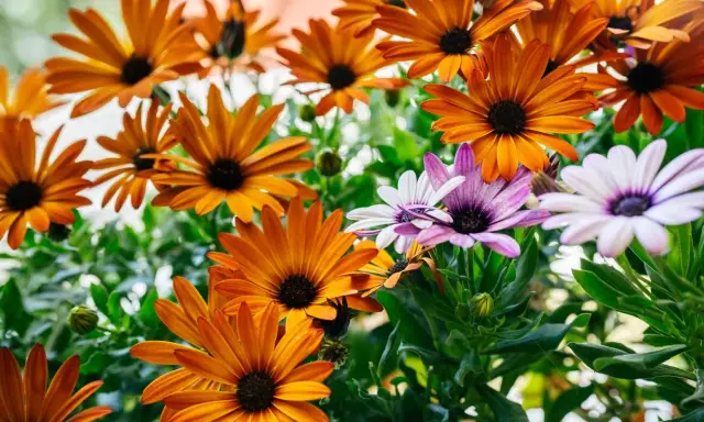 Magnifique **osteospermum floraison** aux teintes orangées et violettes, un spectacle de couleurs vives et de pétales délicats.
