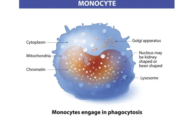 Monocyty to białe krwinki, które pochłaniają patogeny. Widoczny jest ich jądro, mitochondria i cytoplazma.