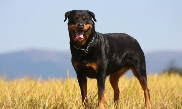 Un magnifique chien rottweiler, au poil noir et brun, se tient fièrement dans un champ d'herbes hautes, la langue pendante et un sourire aux lèvres.
