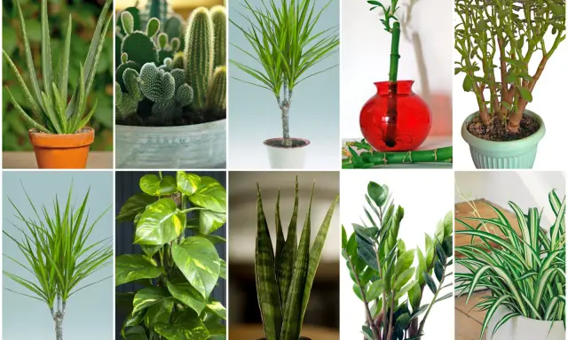 Kolekcja zielonych liściastych kwiatów doniczkowych: aloes, kaktusy, dracena, bambus szczęścia, grubosz, epipremnum, sansewieria, zamiokulkas, zielistka.