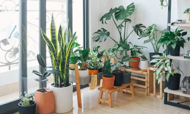 Kwiaty w salonie inspiracje: bujna zieleń roślin doniczkowych tworzy przytulną atmosferę przy oknie.