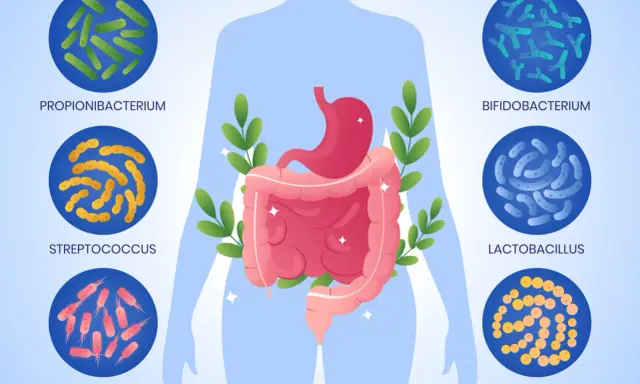 Il microbiota è l'insieme di microrganismi che vivono nel nostro corpo, come batteri (Propionibacterium, Bifidobacterium, Lactobacillus, Streptococcus, Escherichia coli, Lactococcus) e altri, essenziali per la salute intestinale.
