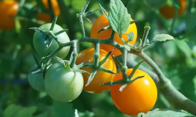 Tomates "Honey Moon" vertes et orangées sur leur tige, promettant une récolte savoureuse.