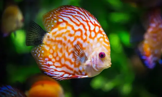 Un pesce disco dai colori vivaci, con striature arancioni e bianche, nuota in un acquario. Quante specie di pesci esistono?